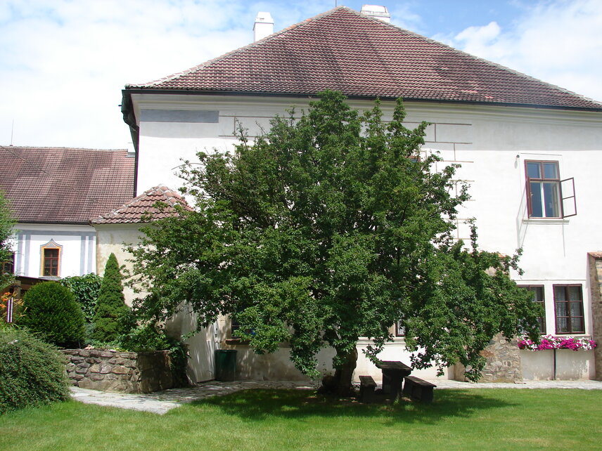 Dřín obecný